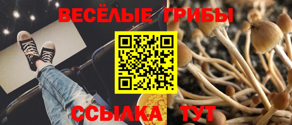 Псилоцибиновые грибы Psilocybe Златоуст